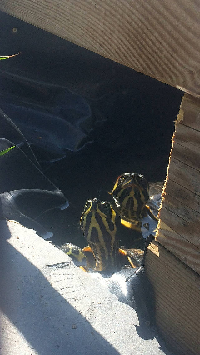 Jeanne Et Les Bébés participe au concours pour gagner de l'argent avec cette photo : shadow