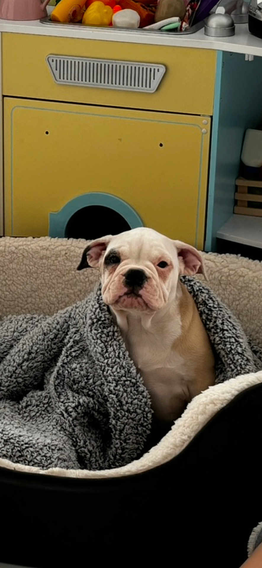 Sasha is registered to the contest to win money with this photo: bulldog, puppy, dog, blanket, bed, cozy, indoors, pet, animal, fur, snuggled, cute, face, ears, nose, expression, home, vintage, kitchen, appliance