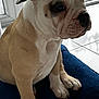 Sasha is registered to the contest to win money with this photo: bulldog, puppy, dog, pet, indoor, cushion, blue_cushion, window, tile_floor, white_floor, ears, wrinkles, sitting, young_dog, closeup, side_view, animal, looking_outside, furry, cute