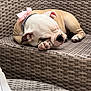 Sasha joined the competition — help win amazing prizes! bulldog, puppy, sleeping, pink_bow, woven_chair, outdoor_furniture, dog, pet, cozy, relaxing, footwear, sneaker, paw, close_up, resting, cute, domestic_animal, summer, daytime, texture