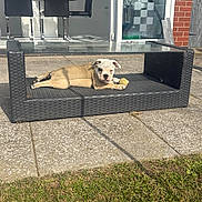 Sasha is registered to the contest to win money with this photo: dog, puppy, bulldog, outdoor, table, wicker, tennis_ball, patio, grass, sunlight, glass_door, chairs, dining_room, shadow, brick_wall, modern, relaxing, pet, animal, playful
