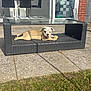 dog, puppy, bulldog, outdoor, table, wicker, tennis_ball, patio, grass, sunlight, glass_door, chairs, dining_room, shadow, brick_wall, modern, relaxing, pet, animal, playful