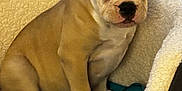 Sasha joined the competition — help win amazing prizes! bulldog, puppy, dog_bed, blanket, toy, indoor, pet, animal, cute, young, fur, ears, face, sitting, comfort, rest, cozy, floor, tile, closeup