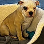bulldog, puppy, dog_bed, blanket, toy, indoor, pet, animal, cute, young, fur, ears, face, sitting, comfort, rest, cozy, floor, tile, closeup