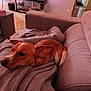 Vaillant participe au concours pour gagner de l'argent avec cette photo : dog, blanket, couch, indoor, living_room, furniture, relaxing, pet, brown_dog, canine, cozy, home, television, floor, carpet, corner, room, blanket_texture, resting, ears