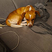 Vaillant participe au concours pour gagner de l'argent avec cette photo : dog, brown_and_white, couch, blanket, indoor, pet, resting, sleepy, fur, canine, domestic_animal, comfort, relaxation, cord, fabric, furniture, nap, companion, cute, animal