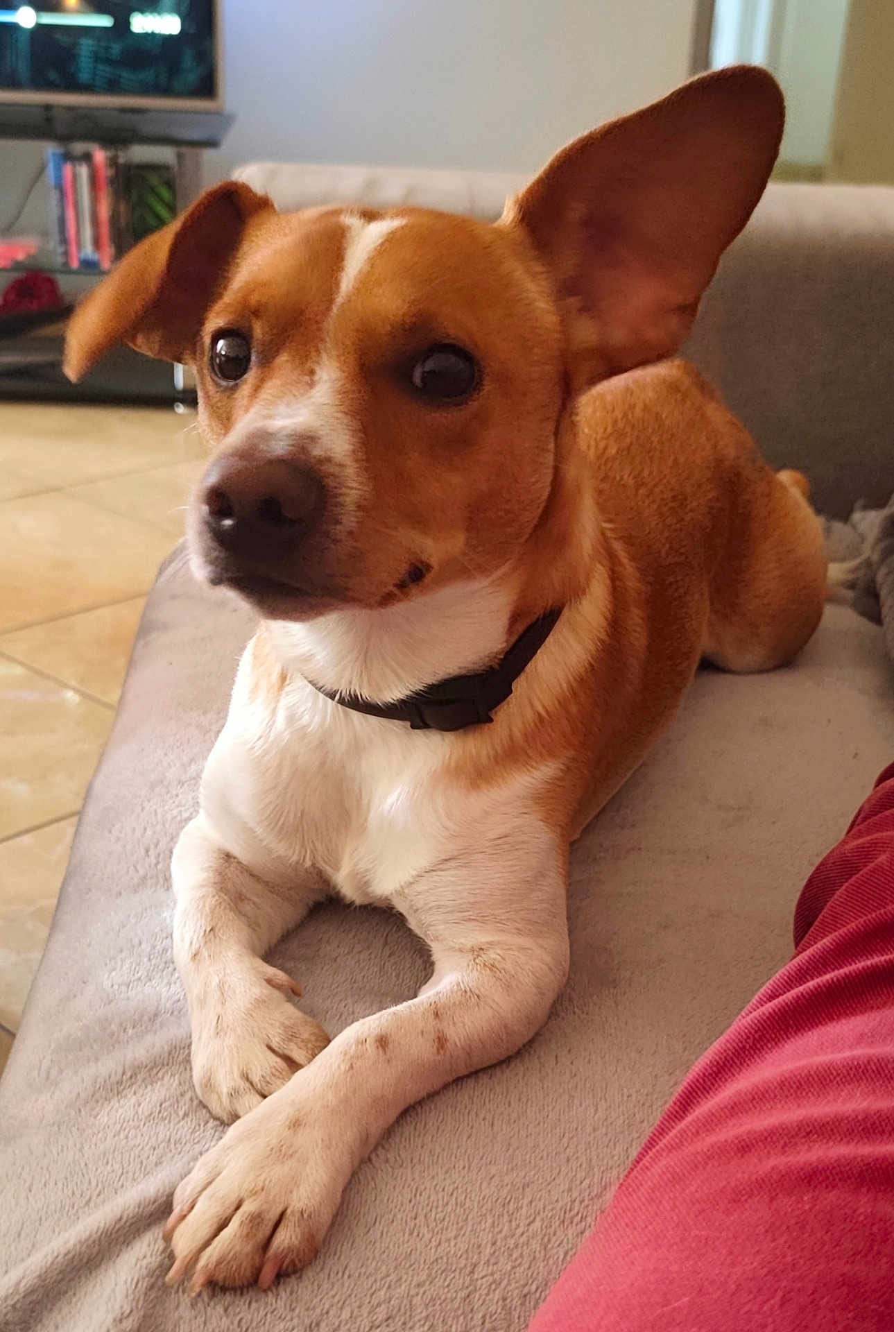 Vaillant a rejoint le concours — aidez-le/la à gagner de superbes lots ! dog, pet, canine, brown, white, collar, couch, indoor, floor, tile, fur, ears, paws, relaxed, looking, animal, companion, home, resting, portrait