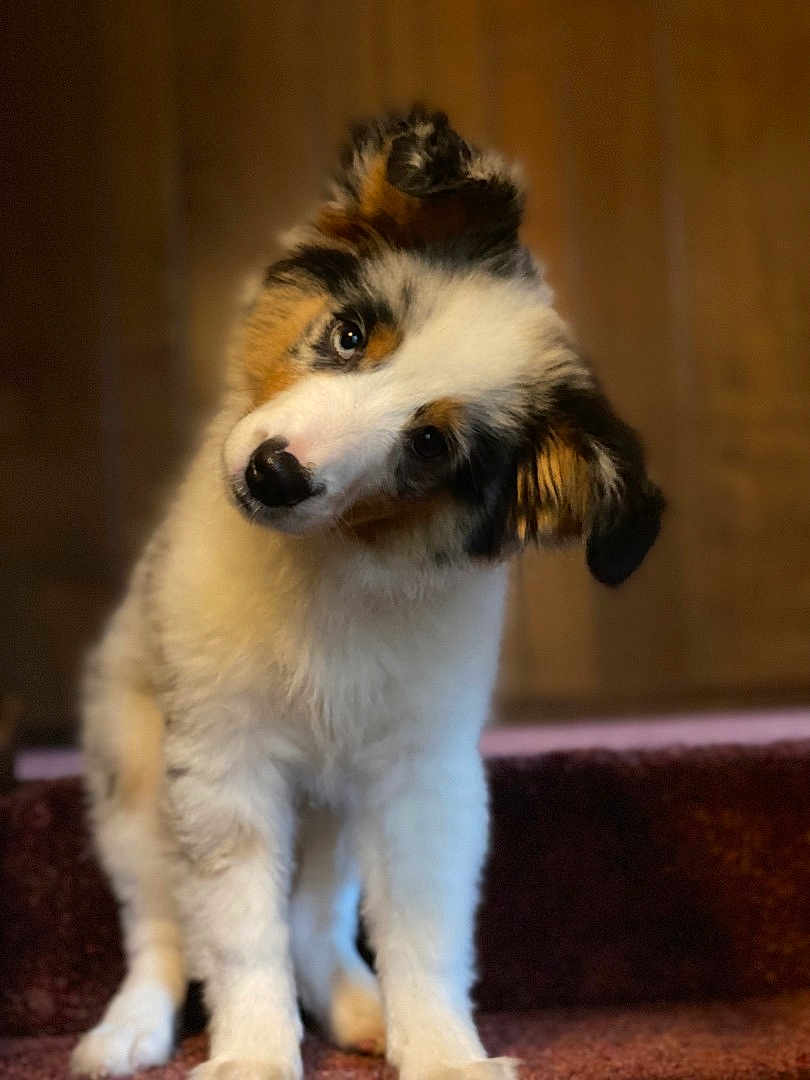 Winifred joined the competition — help win amazing prizes! puppy, dog, pet, cute, fluffy, stairs, carpet, head_tilt, indoors, brown, white, black, fur, animal, young, portrait, curious, close_up, canine, companion