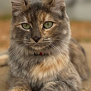 Keekee joined the competition — help win amazing prizes! animal, cat, closeup, concrete, cute, ears, feline, fur, green_eyes, lying_down, muzzle, nature, outdoor, paws, pet, portrait, relaxed, soft_focus, tabby, whiskers