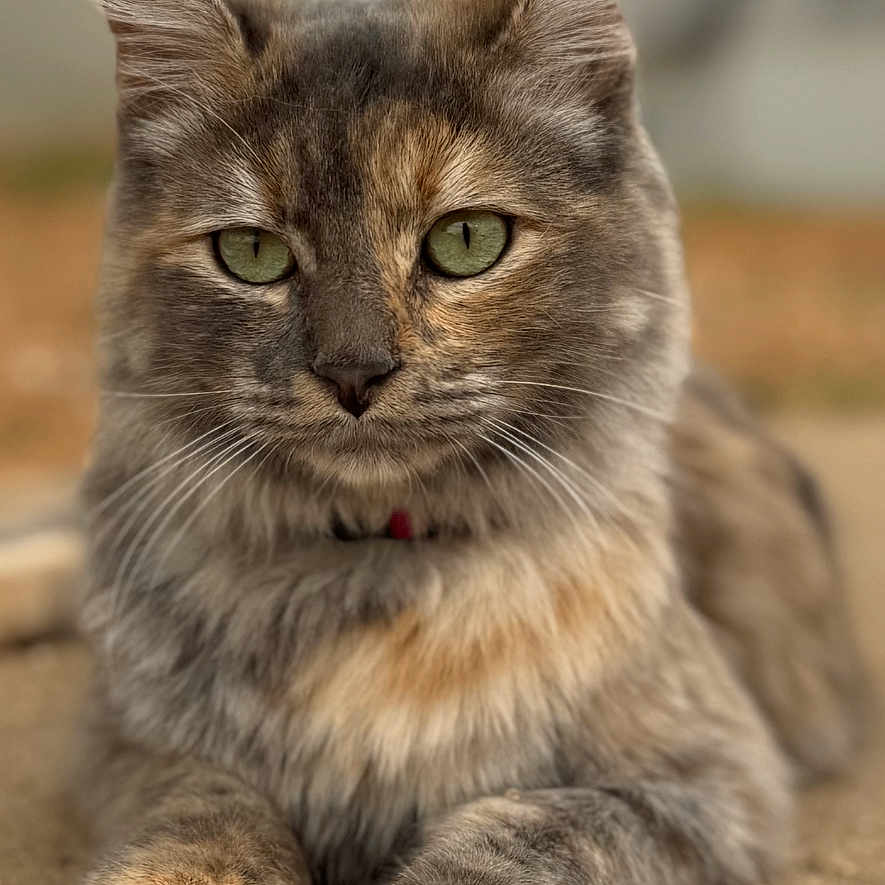 Keekee