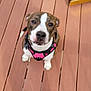 animal, brown, canine, companion, cute, daylight, dog, domestic_animal, friendly, fur, looking_up, outdoor, paws, pet, pink_harness, playful, sitting, two_dogs, white, wooden_deck