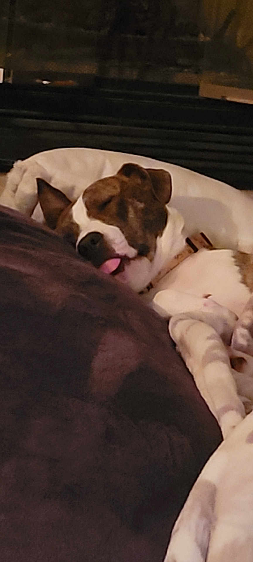 Ringo