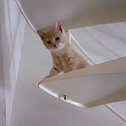 Wolvy a rejoint le concours — aidez-le/la à gagner de superbes lots ! animal, balancing, cat, climbing, curious, cute, feline, home, indoor, kitten, looking_down, orange_cat, pet, playful, small, spiral_stairs, stairs, white_cat, white_wall, young