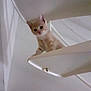 animal, balancing, cat, climbing, curious, cute, feline, home, indoor, kitten, looking_down, orange_cat, pet, playful, small, spiral_stairs, stairs, white_cat, white_wall, young