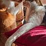 cat, cats, indoor, feline, pet, animal, orange_cat, white_cat, cushion, resting, affection, close_up, sunlight, whiskers, nose_touch, fur, domestic_cat, cute, relaxed, companion