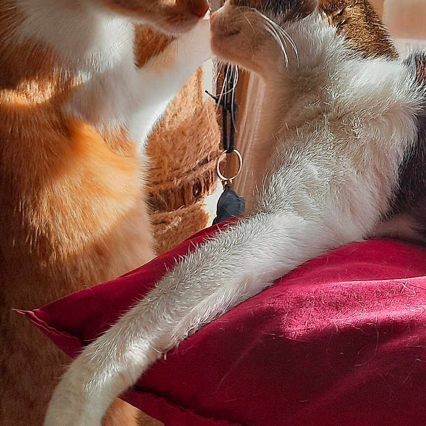 Charly Et Nyx a rejoint le concours — aidez-le/la à gagner de superbes lots ! affection, animal, cat, cats, close_up, companion, cushion, cute, domestic_cat, feline, fur, indoor, nose_touch, orange_cat, pet, relaxed, resting, sunlight, whiskers, white_cat