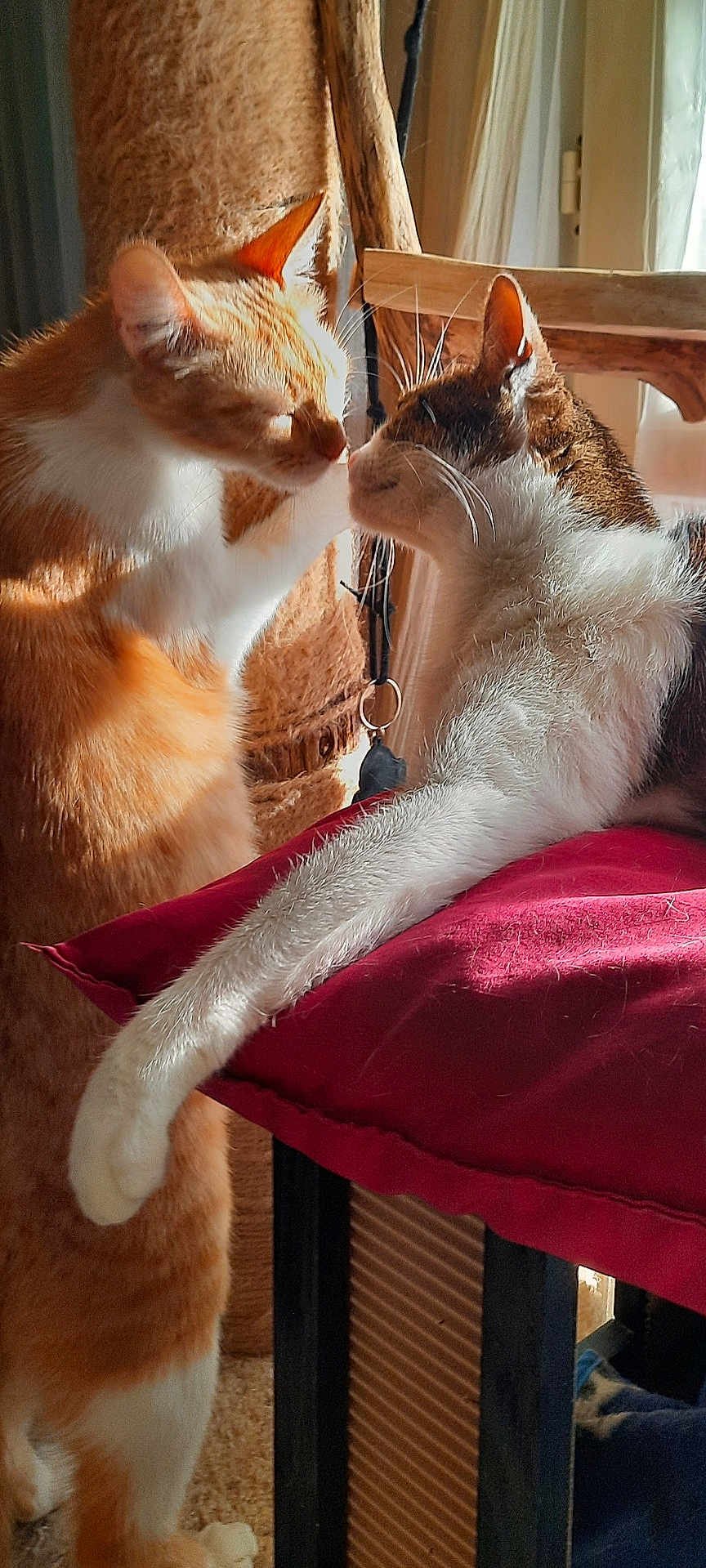 Charly Et Nyx a rejoint le concours — aidez-le/la à gagner de superbes lots ! cat, cats, indoor, feline, pet, animal, orange_cat, white_cat, cushion, resting, affection, close_up, sunlight, whiskers, nose_touch, fur, domestic_cat, cute, relaxed, companion