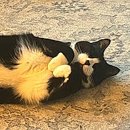 Timmie joined the competition — help win amazing prizes! cat, black_and_white, tuxedo_cat, lying_down, carpet, indoor, pet, fur, whiskers, paws, relaxed, sleepy, cute, animal, domestic_cat, close_up, resting, soft, feline, cozy