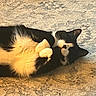 cat, black_and_white, tuxedo_cat, lying_down, carpet, indoor, pet, fur, whiskers, paws, relaxed, sleepy, cute, animal, domestic_cat, close_up, resting, soft, feline, cozy