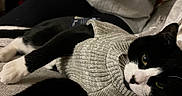 Timmie joined the competition — help win amazing prizes! cat, black_and_white_cat, sweater, knitted_clothing, couch, indoor, person, smartphone, hand, gray_sweatshirt, relaxing, feline, pet, cozy, home, seated, casual, animal, fur, whiskers