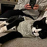 cat, black_and_white_cat, sweater, knitted_clothing, couch, indoor, person, smartphone, hand, gray_sweatshirt, relaxing, feline, pet, cozy, home, seated, casual, animal, fur, whiskers