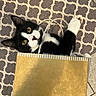 Timmie is registered to the contest to win money with this photo: cat, tuxedo_cat, gift_bag, curious, yellow_eyes, playful, indoor, patterned_rug, black_and_white, pet, cute, whiskers, paws, hiding, cozy, floor_tiles, rope_handle, close_up, domestic_animal, feline