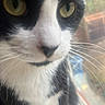 Timmie is registered to the contest to win money with this photo: cat, close_up, black_and_white, whiskers, yellow_eyes, window, indoor, pet, feline, fur, animal, soft_focus, portrait, curious, face, muzzle, domestic_cat, looking, close, natural_light
