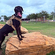 Loki is registered to the contest to win money with this photo: adventure, animal, black_dog, canine, daytime, dog, ears, grass, happy, muzzle, nature, outdoor, park, pet, playful, rock, tactical_vest, tail, tongue_out, trees