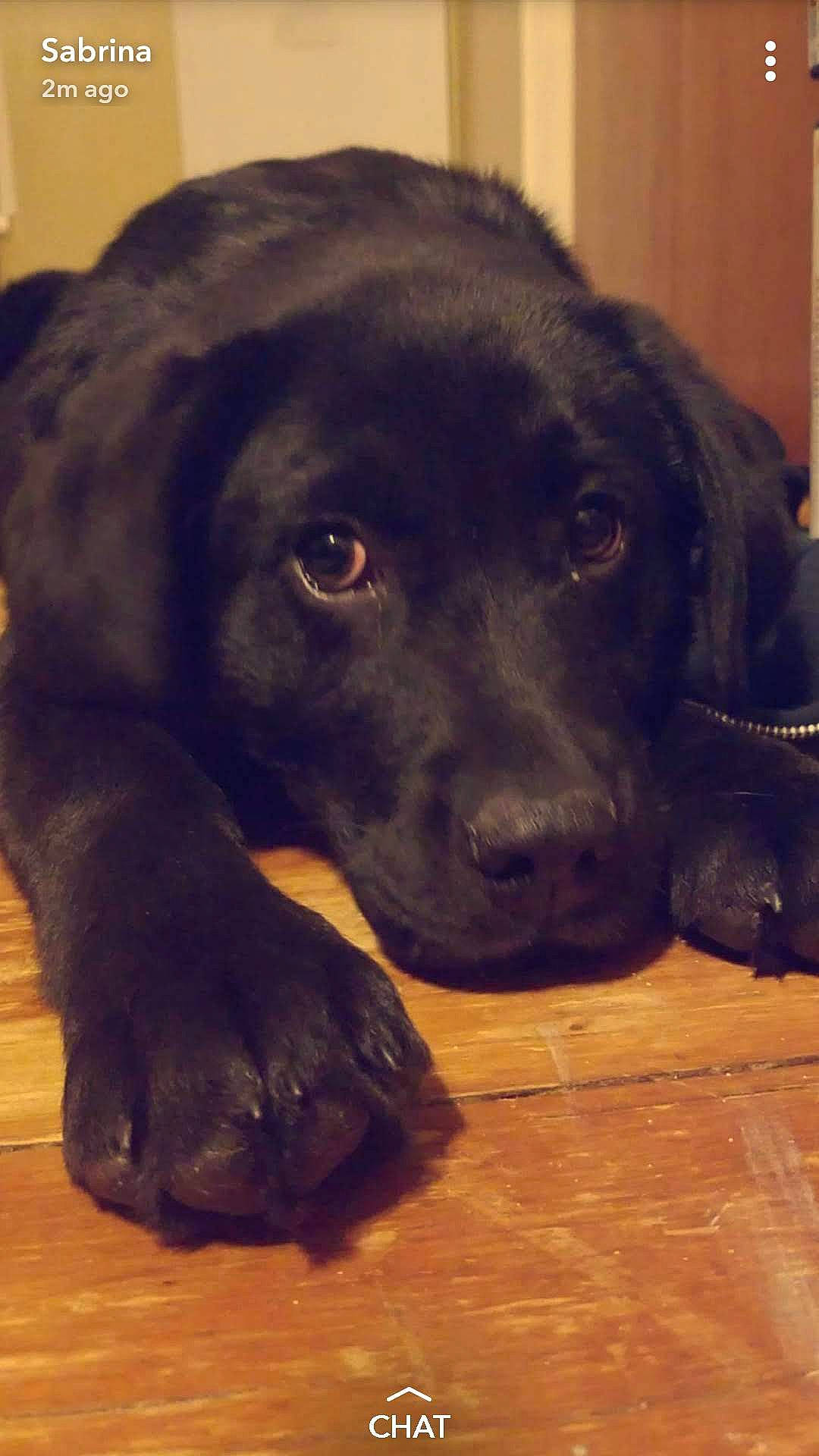 Maze joined the competition — help win amazing prizes! beagador, borador, canidae, carnivore, dog, dog_breed, flat_coated_retriever, labrador_retriever, mammal, puppy, retriever, snout, sporting_group, vertebrate