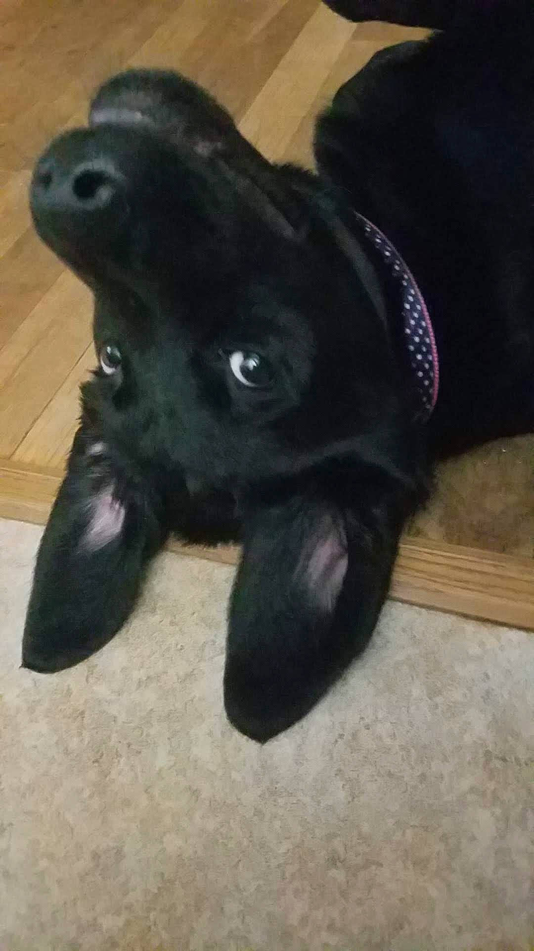 Maze is registered to the contest to win money with this photo: black, canidae, carnivore, dog, dog_breed, fawn, flat_coated_retriever, labrador_retriever, non_sporting_group, patterdale_terrier, puppy, sporting_group