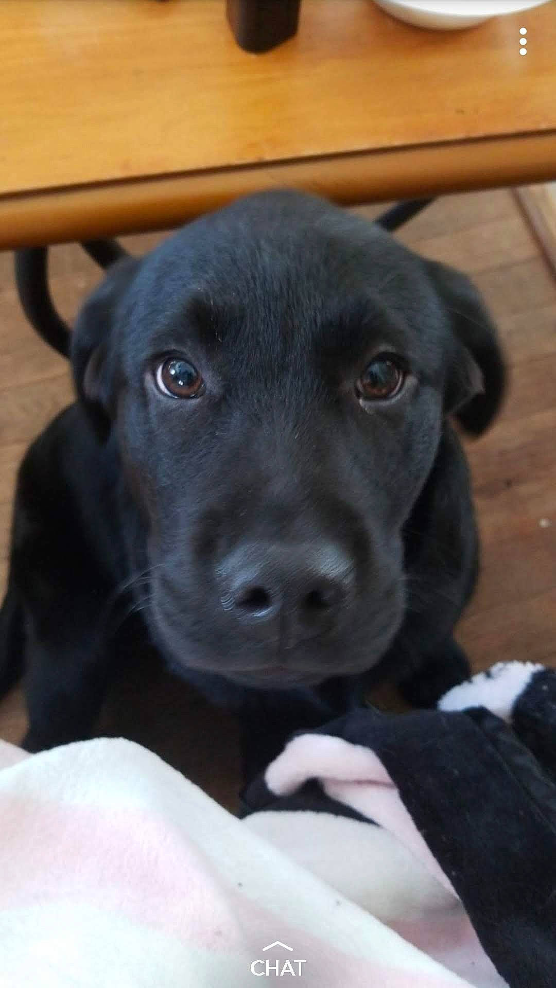 Maze is registered to the contest to win money with this photo: beagador, borador, canidae, carnivore, dog, dog_breed, labrador_retriever, mammal, nose, patterdale_terrier, puppy, retriever, snout, sporting_group, vertebrate