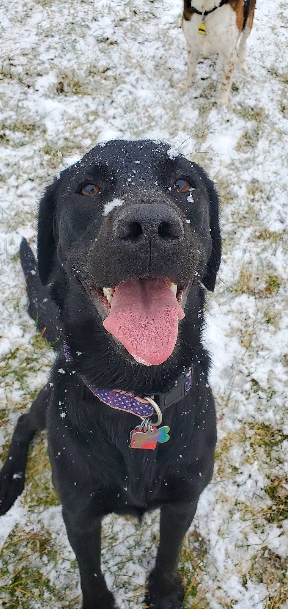 Maze is registered to the contest to win money with this photo: beagador, borador, canidae, carnivore, dog, dog_breed, field_trial, flat_coated_retriever, hunting_dog, labrador_retriever, mammal, montenegrin_mountain_hound, patterdale_terrier, pointing_breed, rare_breed_dog, retriever, snout, snow, sporting_group, vertebrate