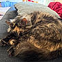 animal, carpet, cat, closeup, couch, cozy, feline, fluffy, fur, home, indoor, living_room, pet, pillow, relaxing, resting, sleepy, tail, tortoiseshell, toy