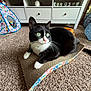 Stiefel is registered to the contest to win money with this photo: animal, black_and_white_cat, cabinet, carpet, cat, cat_toys, colorful, cute, domestic, ears, furniture, green_eyes, household, indoor, pet, playful, relaxed, scratcher_pad, tail, whiskers