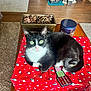 Stiefel joined the competition — help win amazing prizes! animal, black_and_white, carpet, cat, christmas_wrapping, cozy, cute, decor, furniture, gift, green_eyes, holiday, holiday_decor, indoor, living_room, pet, pinecones, relaxed, table, wood_floor