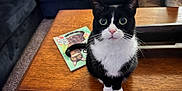 Stiefel joined the competition — help win amazing prizes! animal, black_and_white, book, carpet, cat, close_up, coffee_table, curious, cute, domestic_cat, feline, indoor, living_room, pet, sitting, sofa, tuxedo_cat, whiskers, wide_eyes, wooden_table