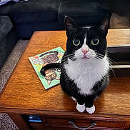 Stiefel joined the competition — help win amazing prizes! animal, black_and_white, book, carpet, cat, close_up, coffee_table, curious, cute, domestic_cat, feline, indoor, living_room, pet, sitting, sofa, tuxedo_cat, whiskers, wide_eyes, wooden_table