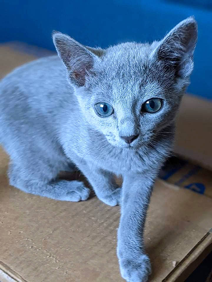 Oolong is registered to the contest to win money with this photo: carnivore, cat, cat_supply, domestic_short_haired_cat, electric_blue, felidae, fur, grey, paw, photo_caption, russian_blue, sitting, small_to_medium_sized_cats, snout, tail, terrestrial_animal, whiskers