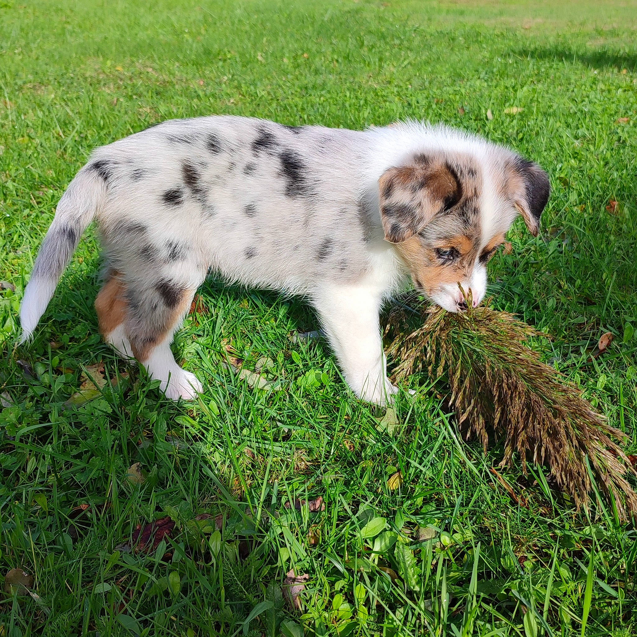 Ulk participe au concours pour gagner de l'argent avec cette photo : carnivore, cat, companion_dog, dog_breed, domestic_short_haired_cat, fawn, felidae, fur, grass, grassland, groundcover, pasture, plant, small_to_medium_sized_cats, snout, sporting_group, tail, terrestrial_animal, whiskers, working_animal