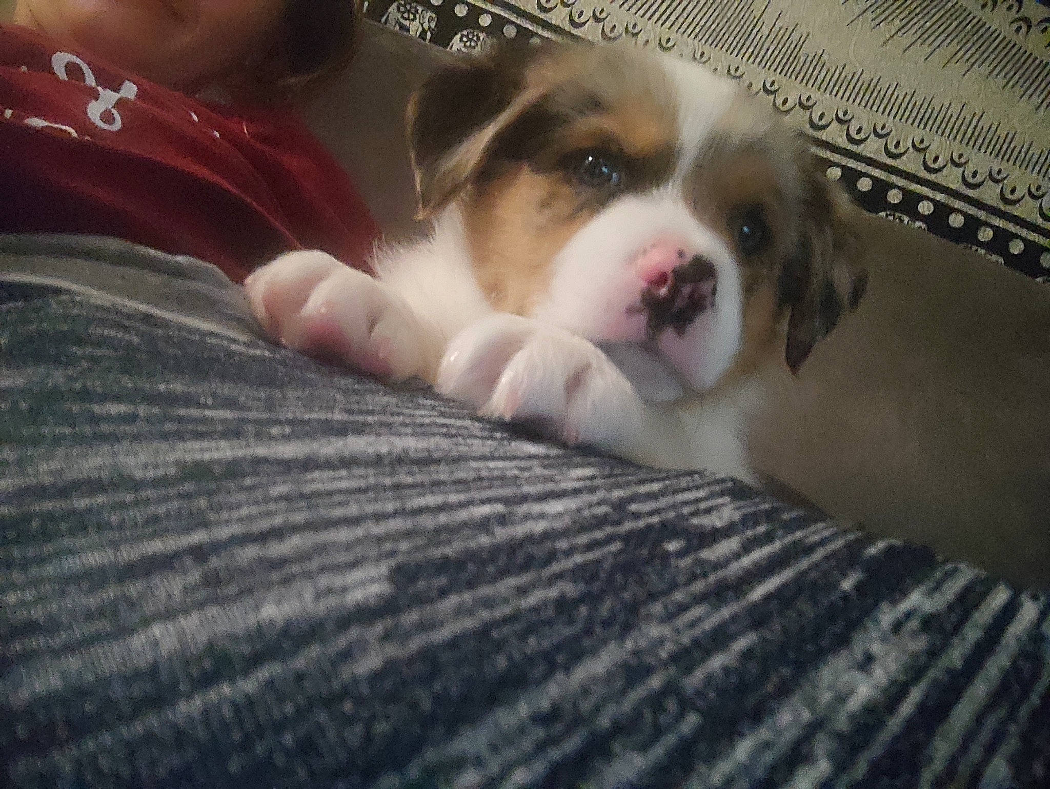 Ulk a rejoint le concours — aidez-le/la à gagner de superbes lots ! canidae, carnivore, comfort, companion_dog, darkness, dog, dog_breed, fawn, felidae, flesh, fur, linens, nap, paw, puppy_love, sporting_group, terrestrial_animal, toy_dog, whiskers, working_animal