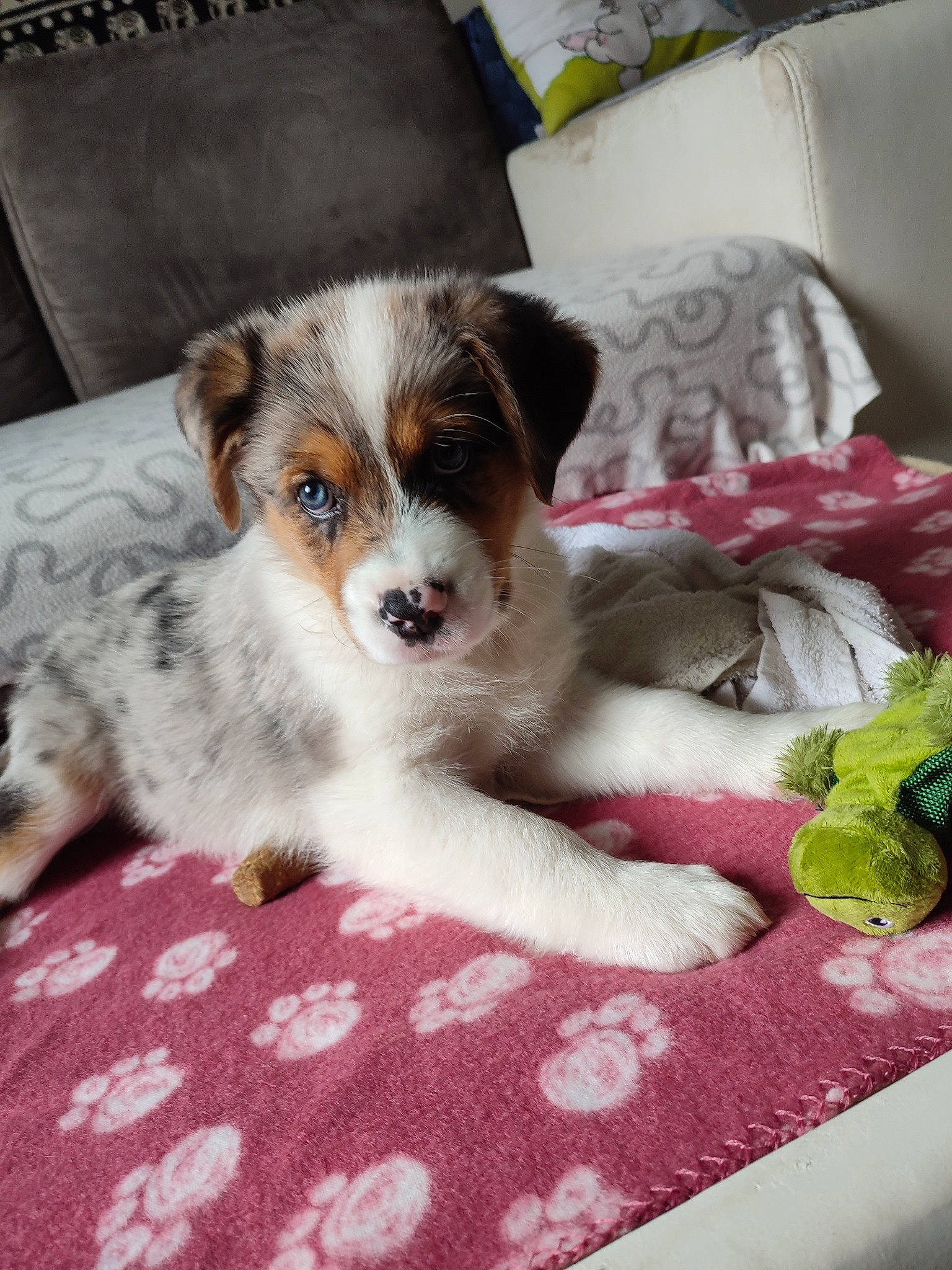 Ulk a rejoint le concours — aidez-le/la à gagner de superbes lots ! canidae, carnivore, comfort, companion_dog, dog, dog_breed, flooring, fur, linens, paw, puppy, sporting_group, texas_heeler, toy_dog, whiskers, working_dog