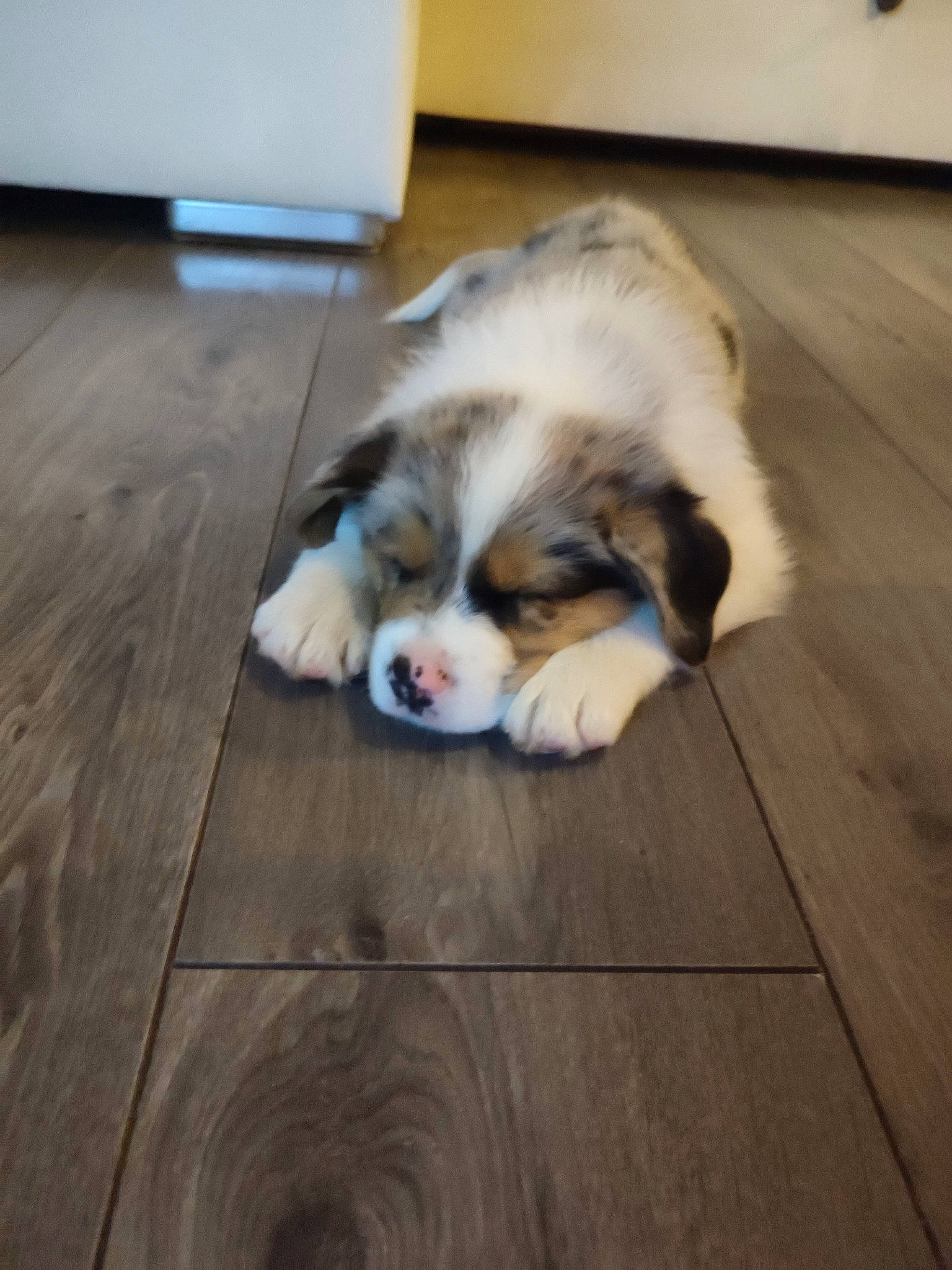 Ulk a rejoint le concours — aidez-le/la à gagner de superbes lots ! carnivore, cavalier_king_charles_spaniel, companion_dog, dog, dog_breed, fawn, felidae, floor, flooring, fur, hardwood, king_charles_spaniel, laminate_flooring, paw, snout, spaniel, toy_dog, whiskers, wood, wood_flooring