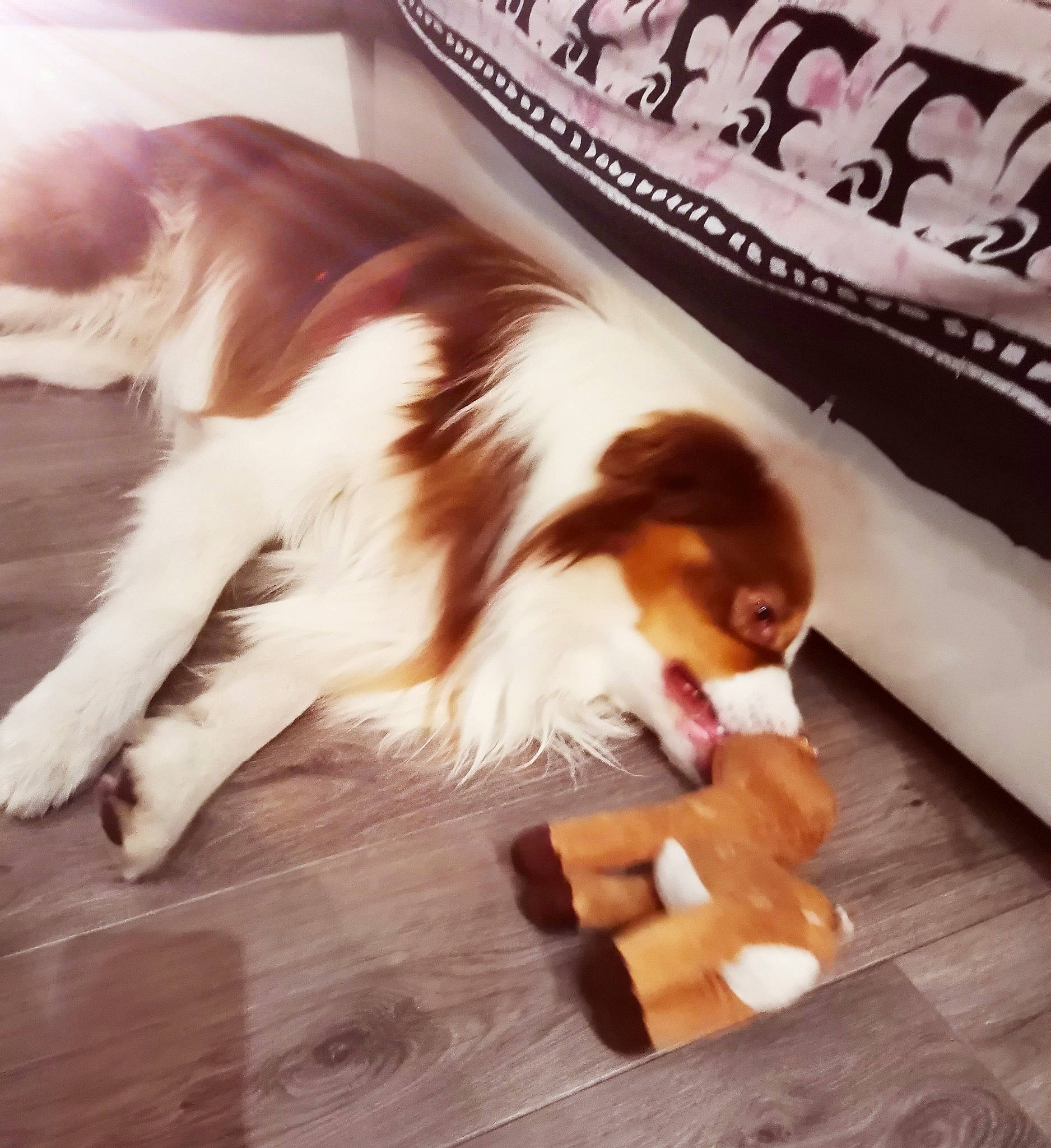 Oxbow a rejoint le concours — aidez-le/la à gagner de superbes lots ! australian_shepherd, canidae, carnivore, companion_dog, dog, dog_breed, floor, flooring, kooikerhondje, play, puppy, puppy_love, sporting_group, wood