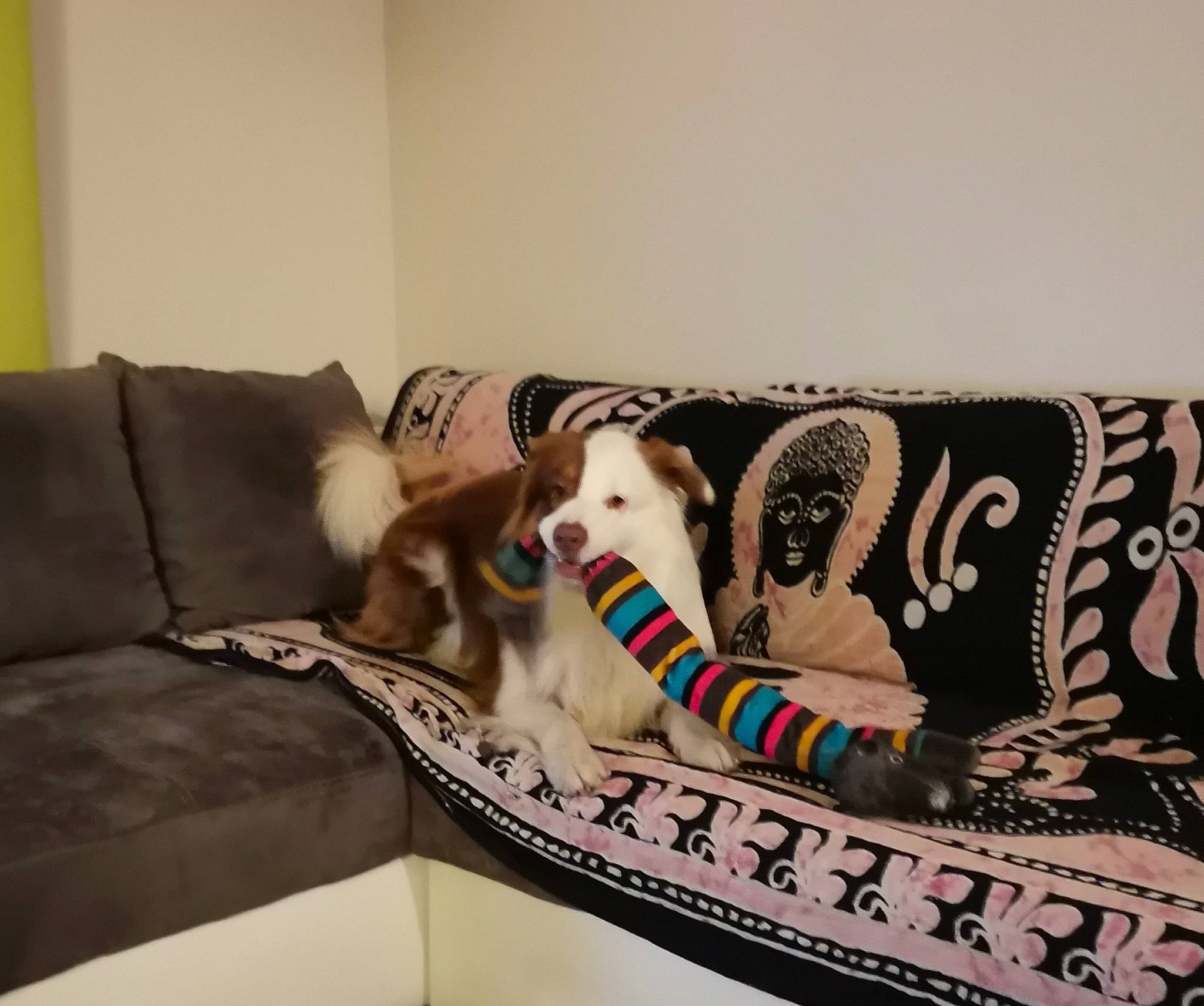 Oxbow participe au concours pour gagner de l'argent avec cette photo : canidae, carnivore, companion_dog, couch, dog, dog_breed, furniture, linens, room, sporting_group