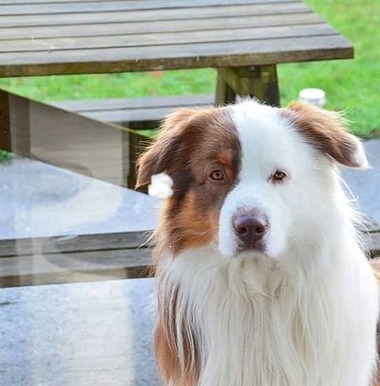 Oxbow a rejoint le concours — aidez-le/la à gagner de superbes lots ! aidi, australian_collie, australian_shepherd, basque_shepherd_dog, border_collie, canidae, carnivore, companion_dog, dog, dog_breed, herding_dog, mammal, miniature_australian_shepherd, rare_breed_dog, scotch_collie, shetland_sheepdog, sporting_group, vertebrate, welsh_sheepdog, working_dog