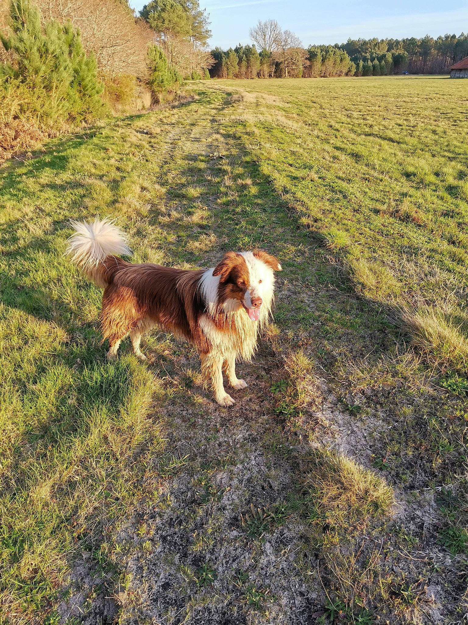 Oxbow a rejoint le concours — aidez-le/la à gagner de superbes lots ! canidae, carnivore, companion_dog, dog, dog_breed, mammal, sporting_group, tail, vertebrate