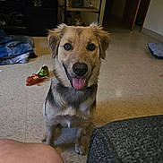 Luna is registered to the contest to win money with this photo: dog, indoor, pet, smiling, tongue_out, floor, toy, furniture, cozy, brown, fur, ears, eyes, happy, looking, cute, home, animal, sitting, companion