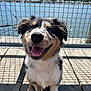 Juice Box is registered to the contest to win money with this photo: animal, blue_sky, closeup, daylight, dock, dog, fence, fur, happy, lake, leash, nature, outdoor, pet, puppy, smiling, sunlight, tongue_out, water, wood