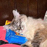 Simba joined the competition — help win amazing prizes! cat, sleeping, closeup, fluffy, indoor, pet, fur, resting, cozy, pink, blue, wood, treats, whiskers, cute, relaxed, animal, soft, bed, domestic