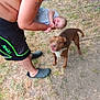 man, baby, dog, outdoor, grass, laughing, holding, bare_chested, tattoo, shorts, footwear, pet, animal, nature, playing, happy, person, blur, summer, yard